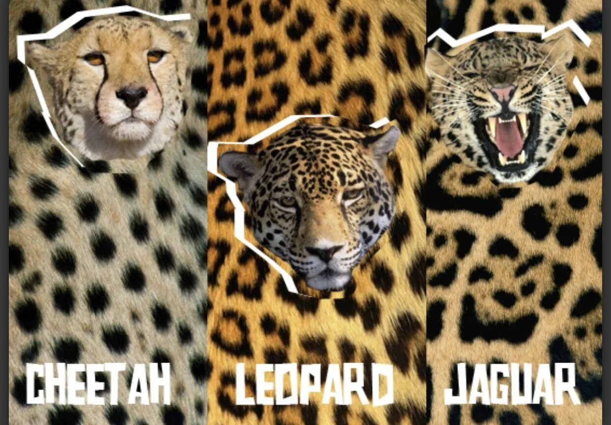 Ягуар леопард гепард отличия. Гепард леопард Ягуар. Гепард и леопард отличия. Пятна леопарда гепарда и ягуара. Чем отличается леопард от ягуара