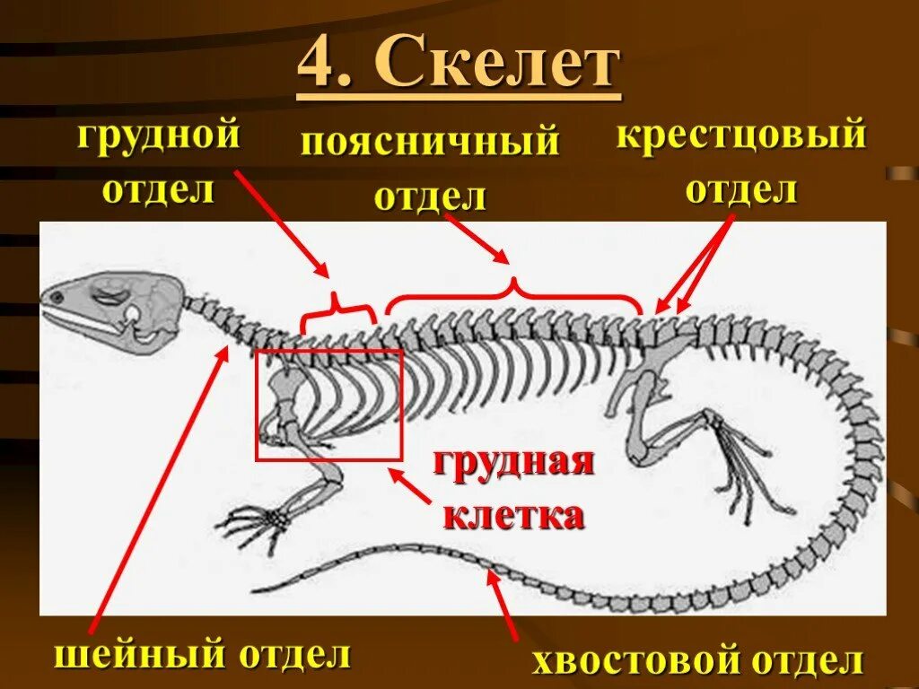 Скелет ящерицы поясничный отдел. Скелет рептилий. Скелет грудной клетки ящерицы. Пресмыкающиеся строение скелета.