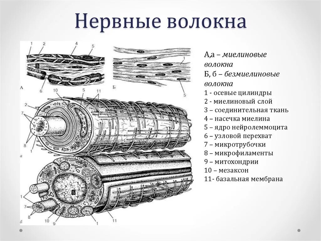 Строение нерва рисунок. Строение миелинового нервного волокна. Схема строения безмиелинового нервного волокна. Миелиновая оболочка безмиелинового волокна. Строение безмякотных нервных волокон.