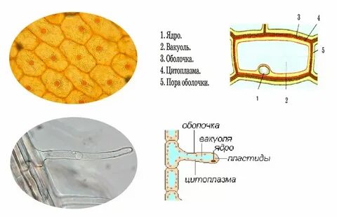 Передает информацию из ядра в цитоплазму