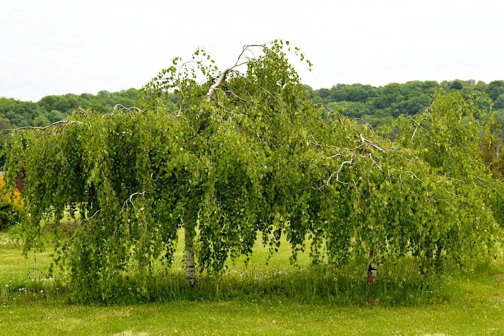 Береза повислая виды. Береза повислая Юнги Betula pendula Youngii. Береза повислая Юнги. Береза плакучая береза повислая. Береза повислая и береза бородавчатая.