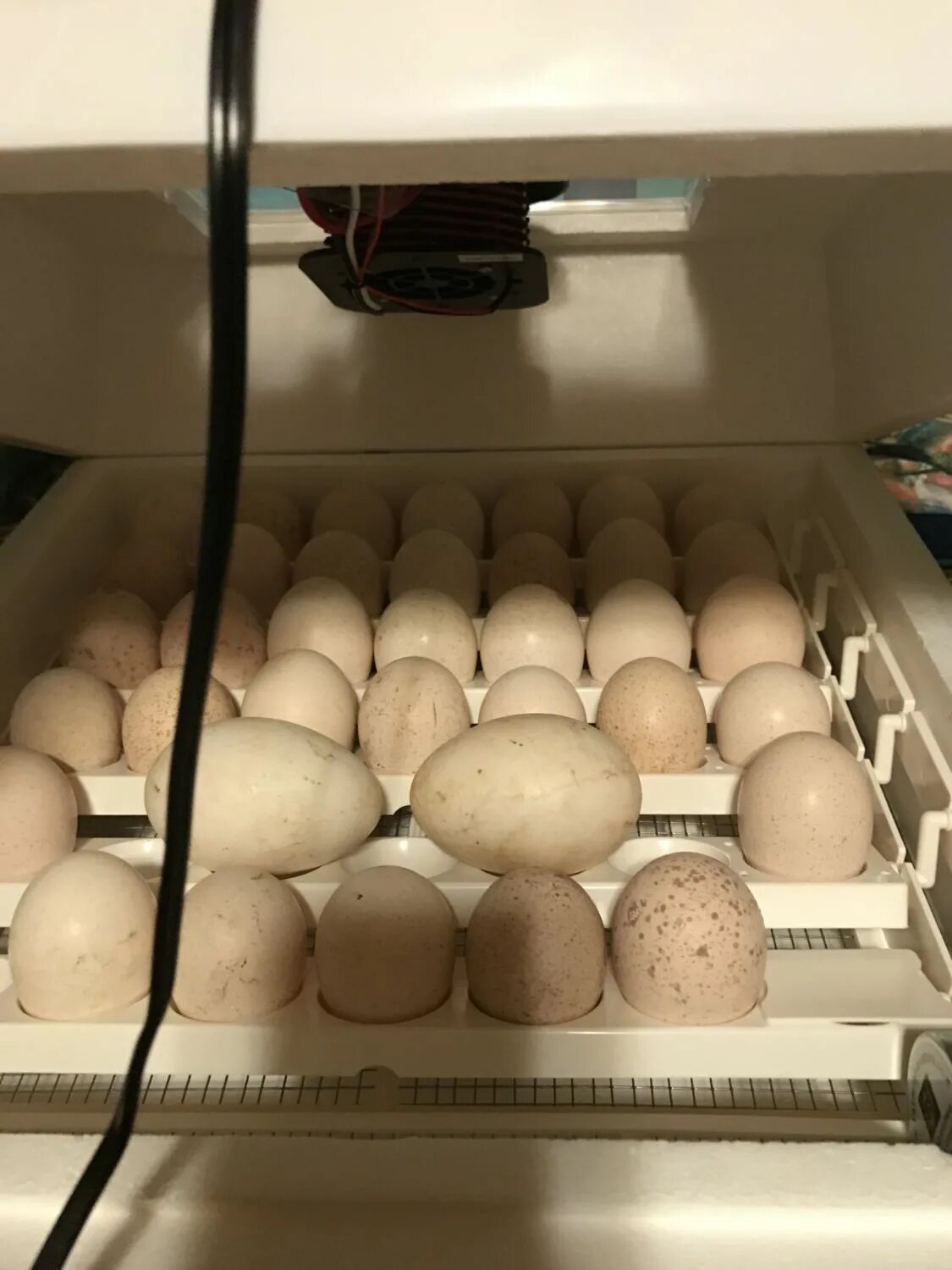 Можно ли закладывать яйца из холодильника. Инкубация гусиных яиц в инкубаторе Нептун. Гусиные яйца в инкубаторе. Инкубатор Теплушка гусиные яйца. Яйца инкубатор гусиные в инкубатор.