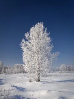 Белые березы зимний
