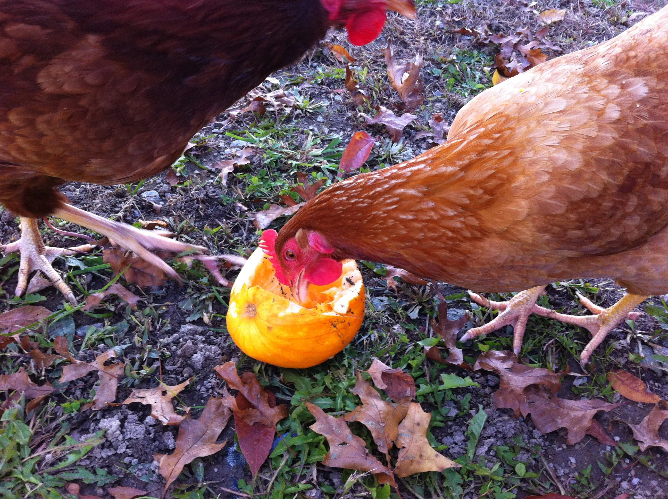 Не могу есть курицу. Курица клюет. Курица расклевывает яйцо. Курица с яйцами.
