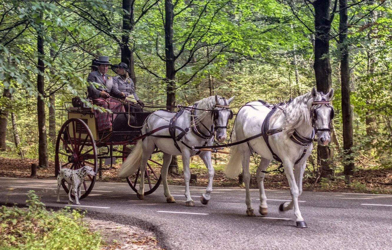 Карета в челнах. Конный экипаж царское село. Царская карета с лошадьми. Императорская карета в японии. Фаэтон карета.