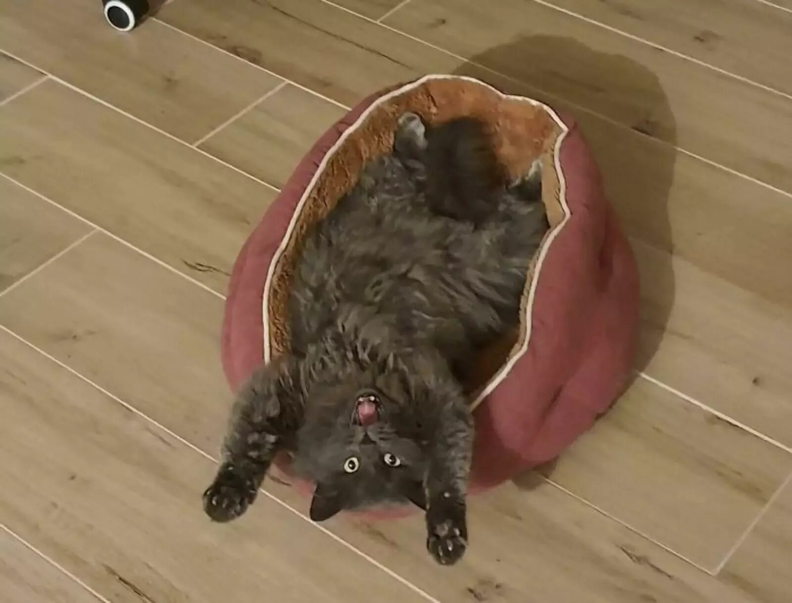 Как приручить котика