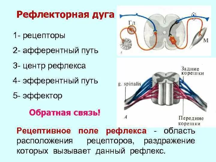 Поле рефлекса. Рефлекторная дуга эфферентный путь. Рефлекторная дуга афферентный путь эфферентный путь. Рефлекторная дуга зрачкового рефлекса. Зрачковый рефлекс физиология.