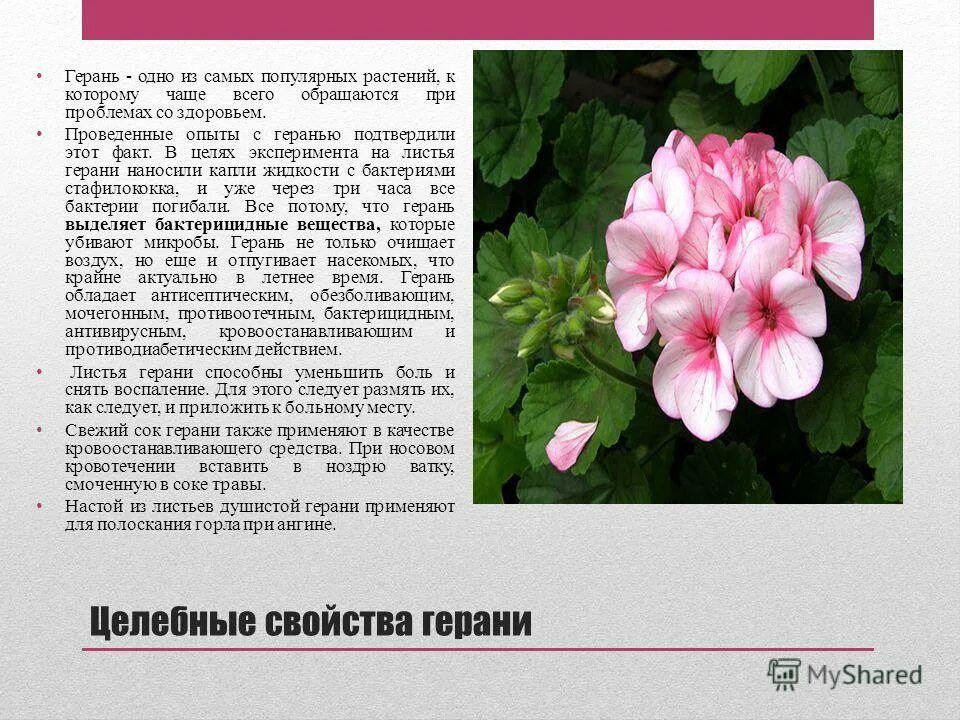 Герань значение. Пеларгония душистая характеристика. герань пеларгония аглаза. пеларгония лечебная. лекарственные растения герань комнатная.