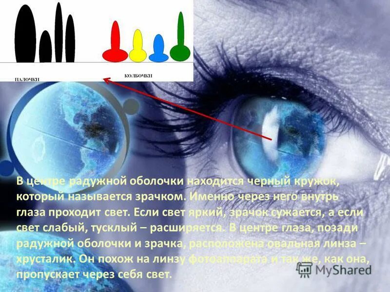 сужается при ярком свете