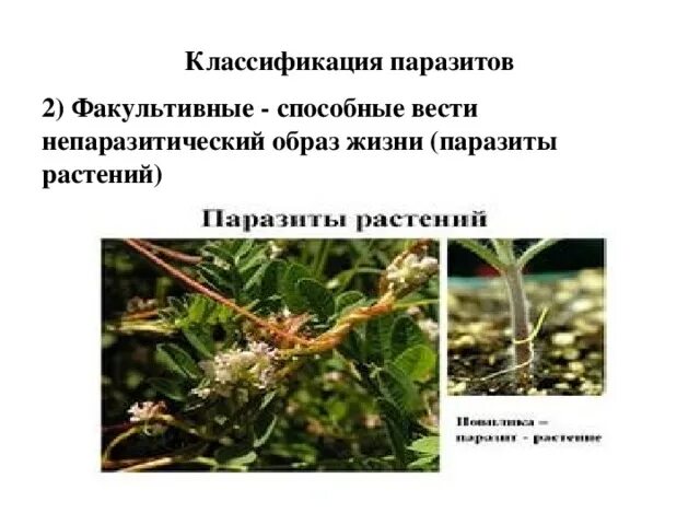 Растения являются по способу питания кроме паразитов. Растения являются по способу питания кроме паразитов
