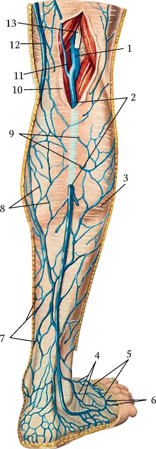 Бедренно подколенная Вена. Подколенная Вена анатомия ветви. Подкожная Вена нижней конечности анатомия. Большая подкожная Вена ноги (Vena saphena Magna). Основные артерии стопы