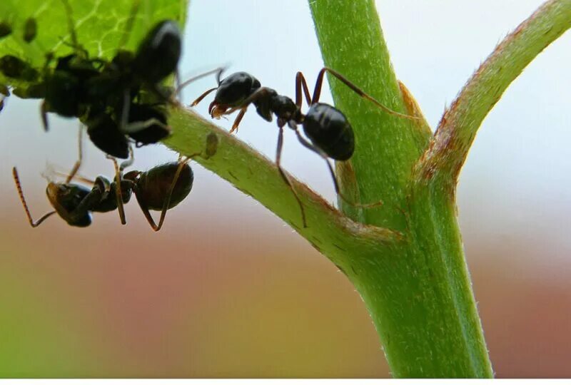 Садовые муравьи. Муравьев в саду. Муравьи в саду и огороде. Черный муравей.