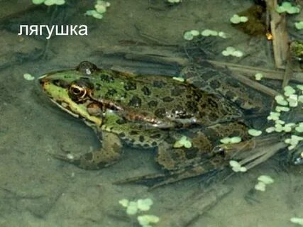 Где зимуют жабы