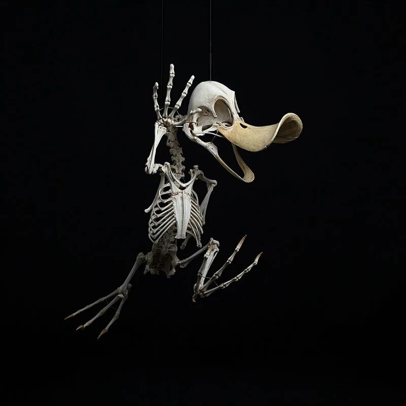 Скелет насекомых. Оркестр скелетов. Скелеты мультипликационных персонажей.