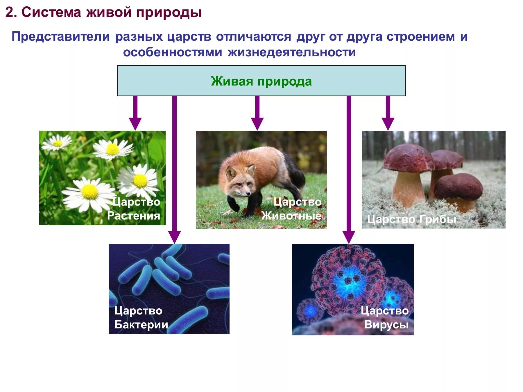 Биология 1 чем живое. Царство животных царство растений царство грибов царство бактерий. Царство животных растений грибов бактерий. Царства живых организмов 5 класс биология. Царства живой природы бактерии примеры организмов.