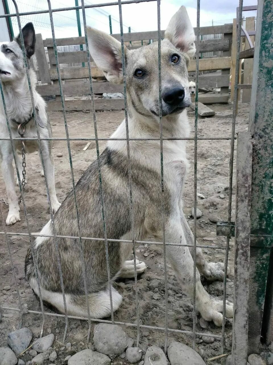 Приют пуделей. Красноярск животные потеряшки Лапушки. Приют для собак в Валдае. Потерянные животные Красноярск.