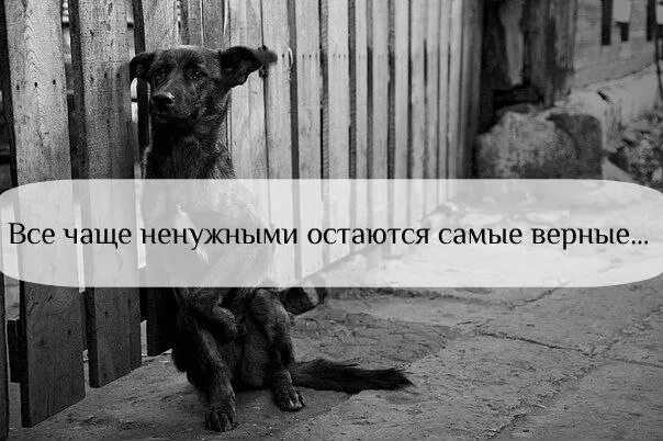 Самых преданных друзей песня