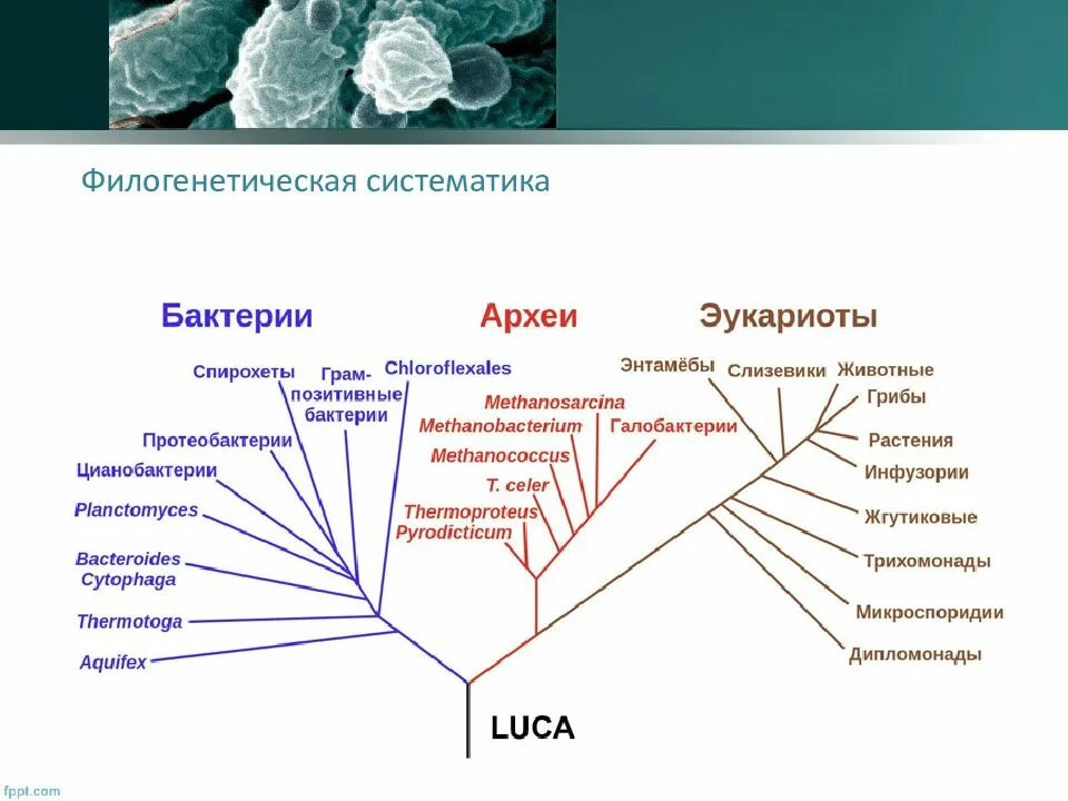 Археи и их значение