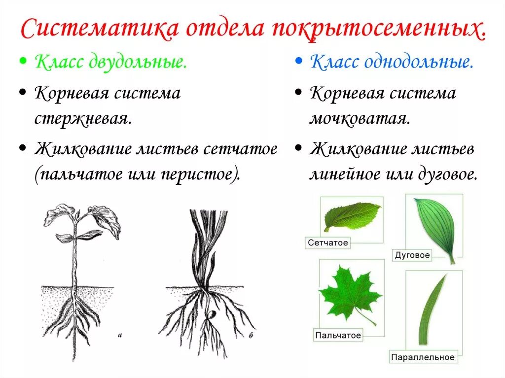 Семейство высших растений. Корневая система покрытосеменных. Отдел Покрытосеменные растения двудольные. Отдел покрытосеменных (цветковых)растений. Классификация покрытосеменных растений схема.