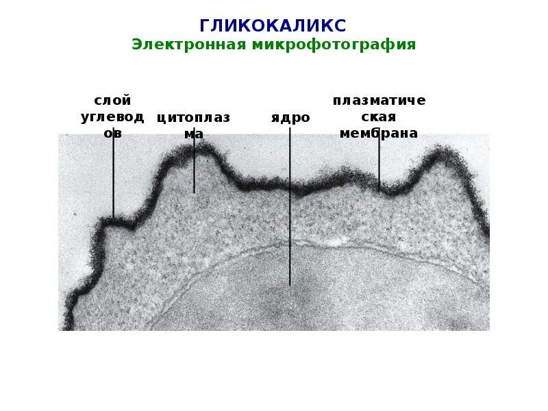 Гликокаликс есть у растений. Клеточная мембрана гликокаликс. мембрана клетки электронная микрофотография. плазматическая мембрана микрофотография. электронная микрофотография клеточной мембраны.