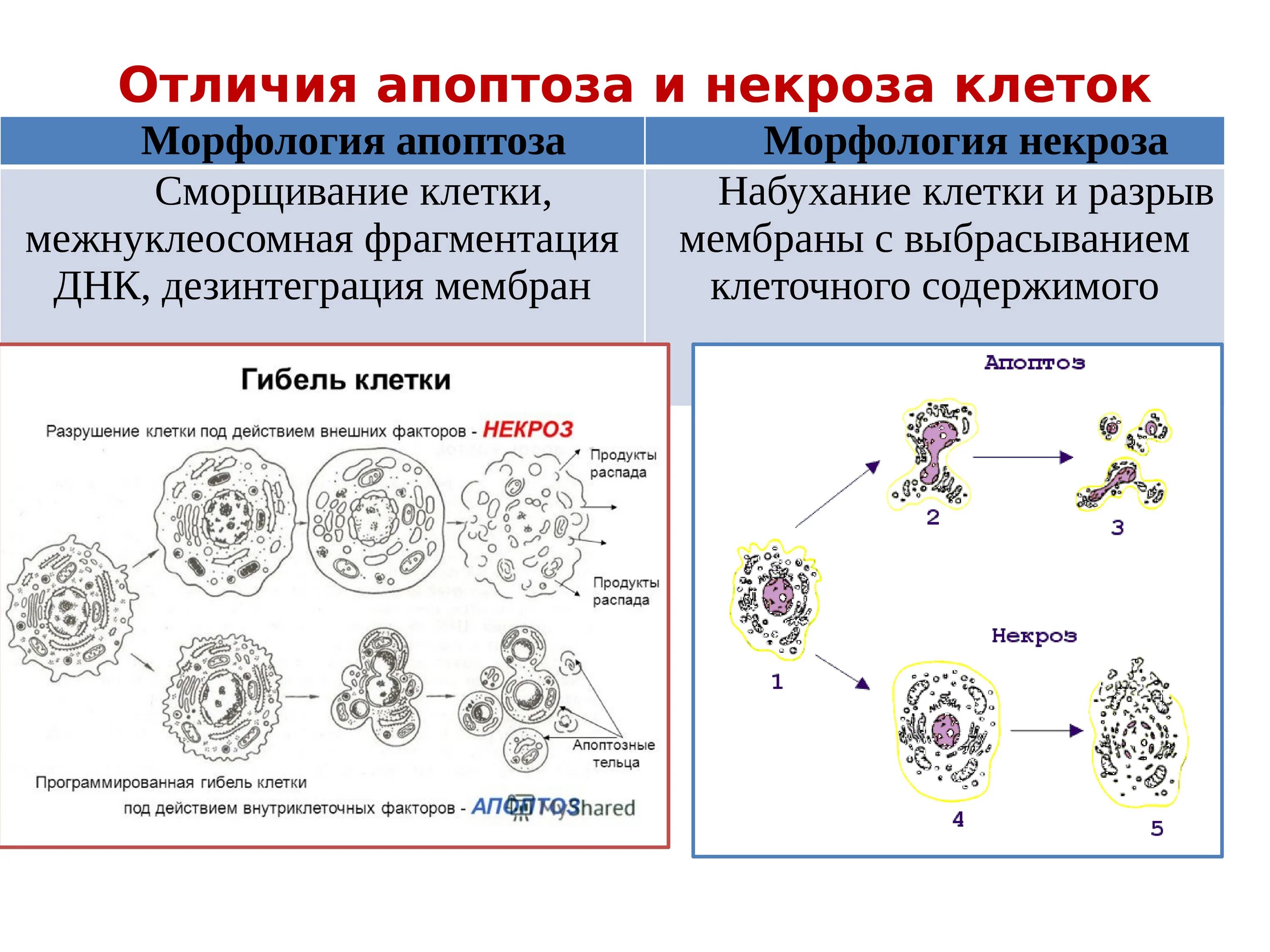 Схема апоптоза и некроза. Механизм развития некроза клетки. Механизмы гибели клеток апоптоз и некроз. Механизмы некроза клетки схема.