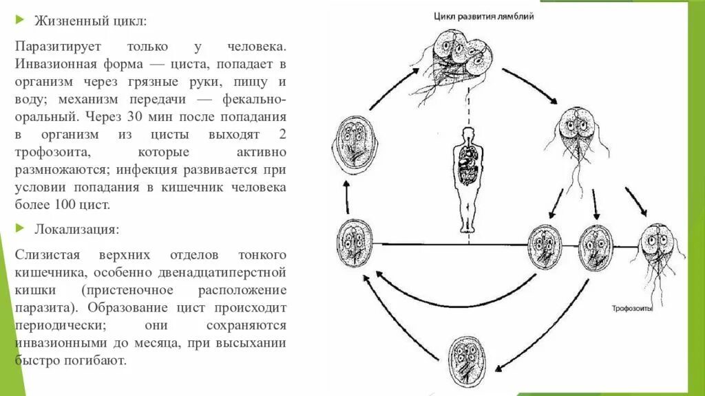 Lamblia intestinalis цикл развития. Жизненный цикл лямблии схема. Цикл развития лямблии схема. Ришта строение жизненный цикл.