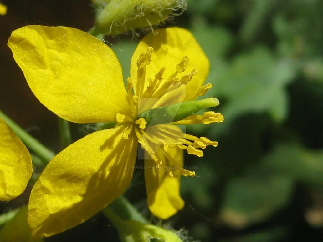 Chelidonium majus. Чистотел большой корень. Чистотел большой строение. Семя чистотела.