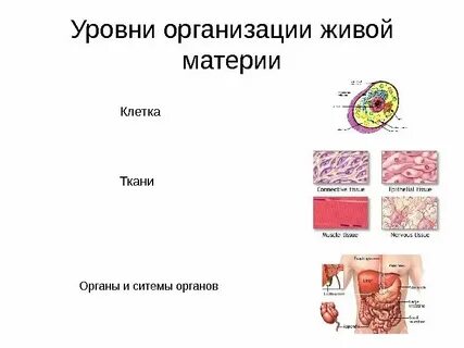 Органы тканевый уровень