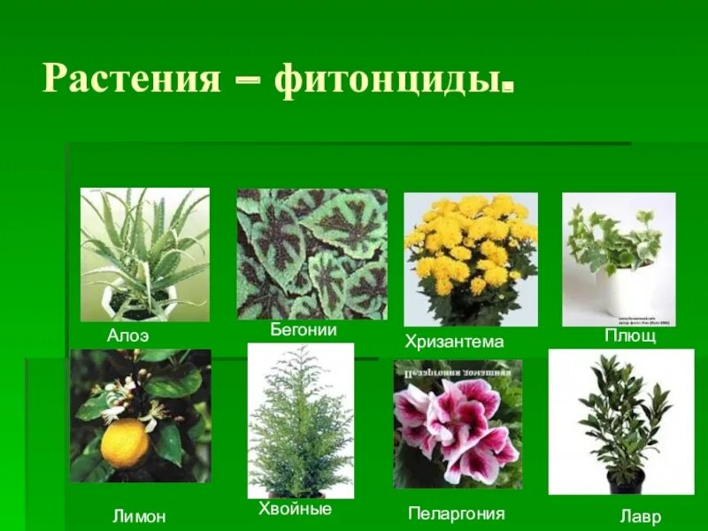 Какие растения содержат. Фитонциды растений. кустарники выделяющие фитонциды. растения обладающие фитонцидными. растения которые выделяют фитонциды.