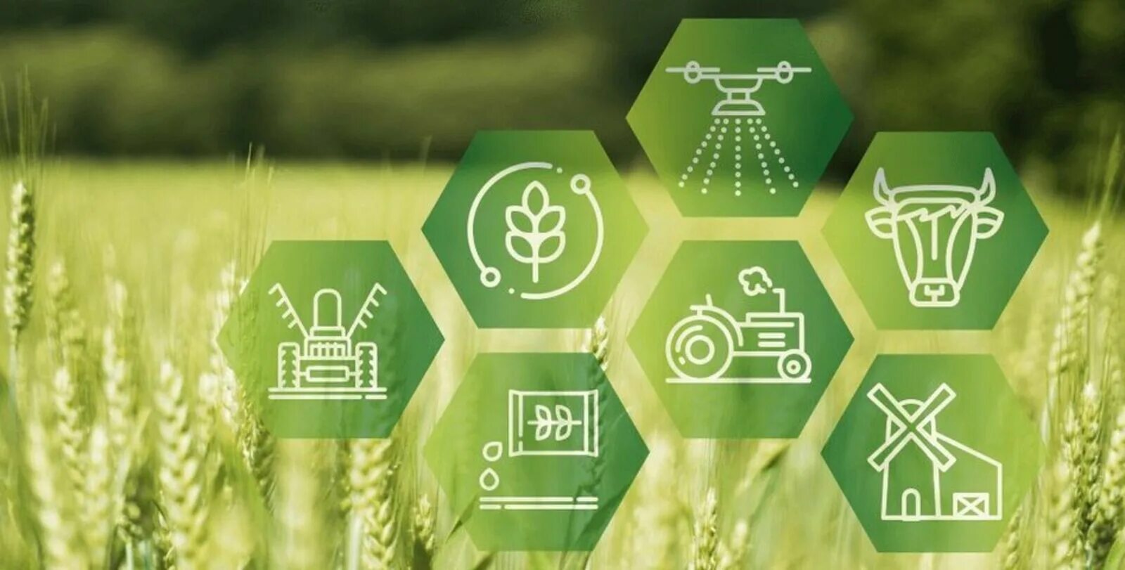 Инновации в АПК. Зеленые технологии в сельском хозяйстве. Экосистема сельского хозяйства. Инновации в агропромышленном комплексе.