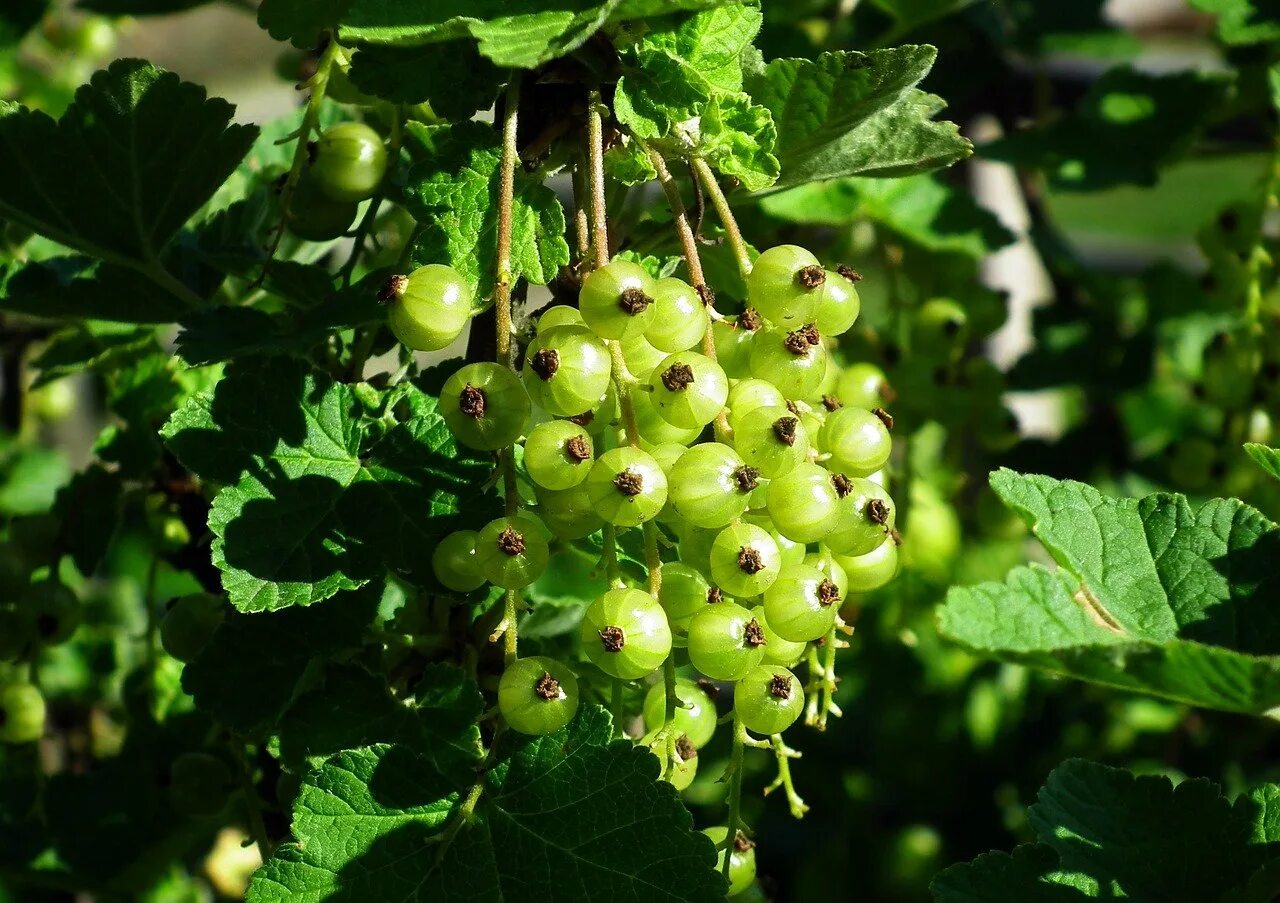 Смородина латынь. Смородина ribes. Смородина зеленоплодная. Смородина белая куст. Смородина колосистая.