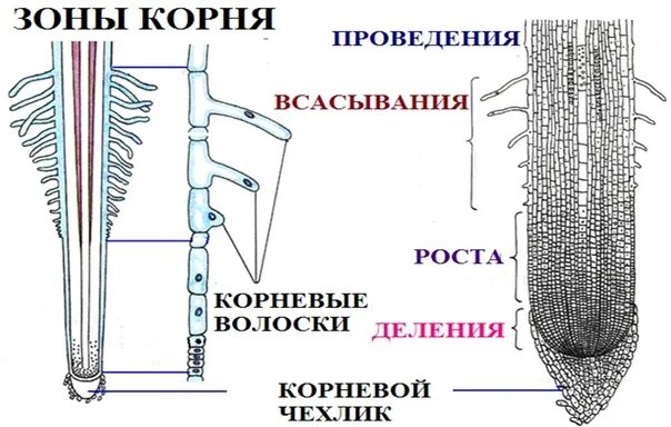 Внутренне строение корня зона всасывания. Зоны корня и их функции. Строение корня в зоне всасывания. Функции зон корня.