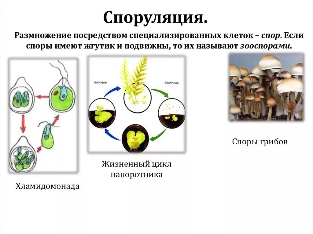 Деление клетки спорообразованием. Спорообразование схема размножения. Бесполое размножение грибов схема. Споруляция бесполое размножение. Размножение спорами.