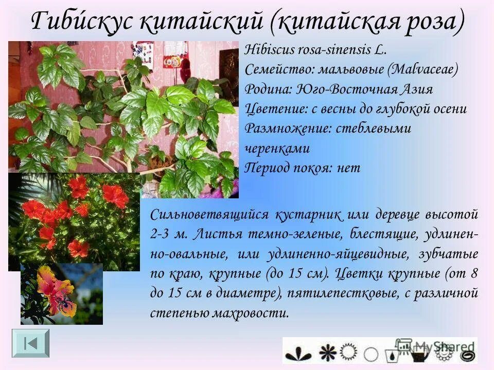 Семейство Мальвовые гибискус (Hibiscus. Гибискус комнатный. Родовое название китайской розы 8 букв