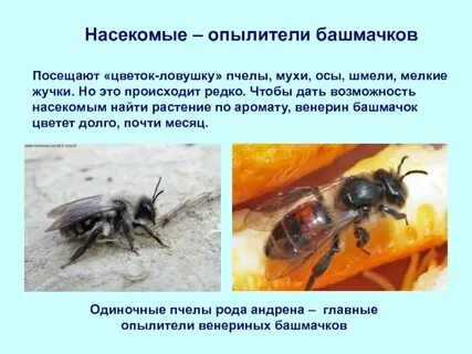 Пчела произведение
