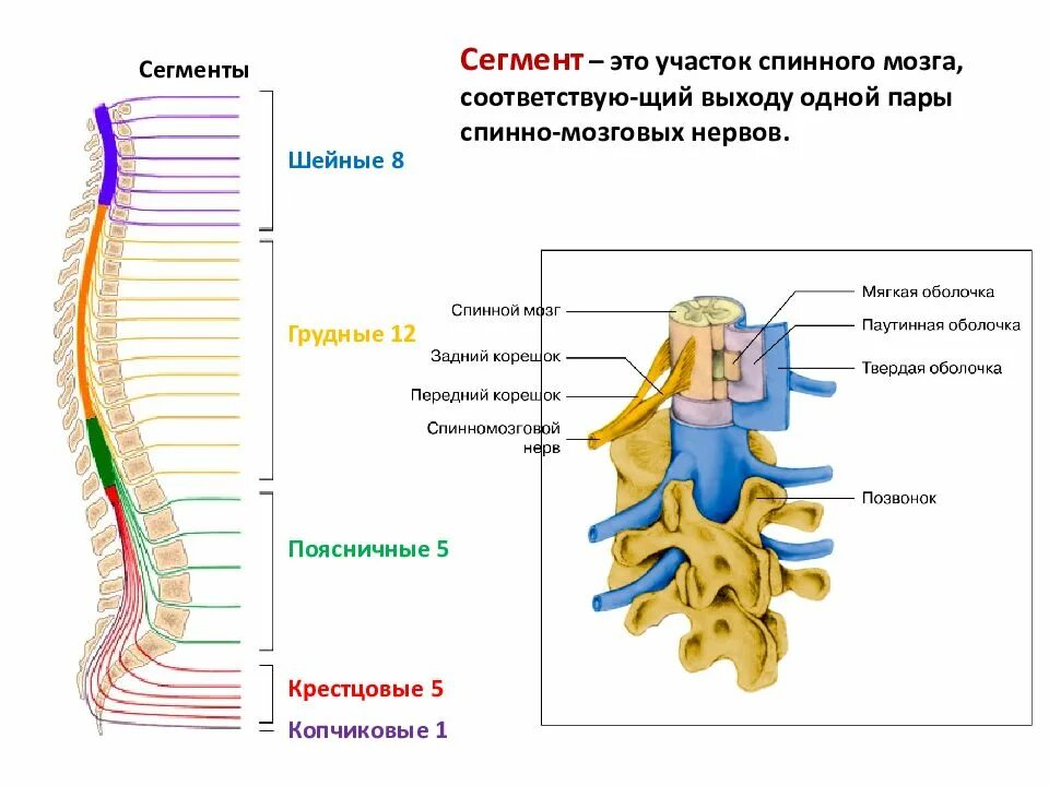 Строение спинного мозга 1 сегмент. Анатомическое строение сегмента спинного мозга. Строение позвонка со спинным мозгом. Нервная система схема спинного мозга.