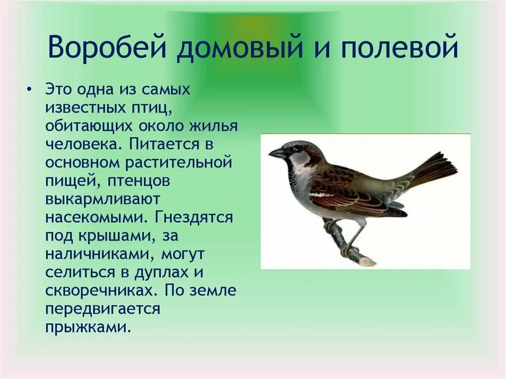 Описание воробья. Воробей описание птицы. Внешний вид воробья описание. Домовой Воробей описание.