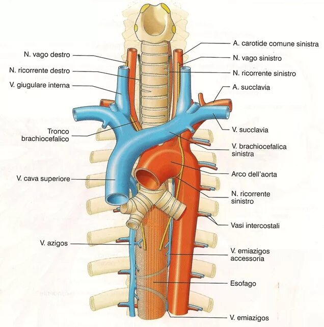 Синтопия пищевода. Топографическая анатомия грудного отдела трахеи.. Топография трахеи анатомия. Скелетотопия бронхи трахея. Топография трахеи и пищевода.
