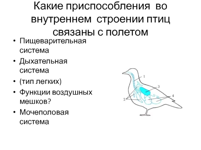 Укажите особенности внутреннего строения птиц. Приспособленность пищеварительной системы птиц к полету. Функции пищеварительной системы птиц 7 класс. Пищеварительная система птиц строение и функции. Пищеварительная система птиц приспособление к полету.