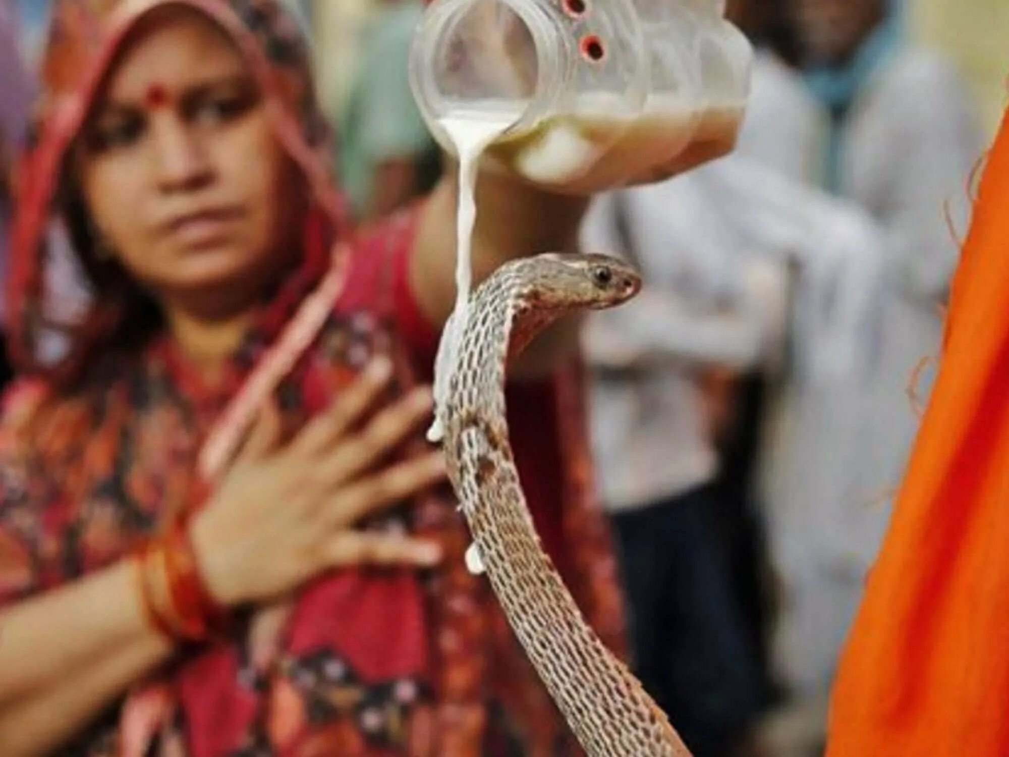 Какой праздник змей. Индийский праздник змей. Фестиваль змей в Индии. Змея праздник. Празднике змеиного жертвоприношения.