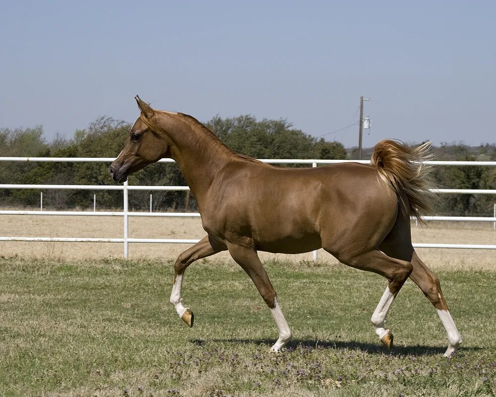 Wiki horses. Пасо фино лошадь. Теннесийская прогулочная лошадь. Липицианская порода лошадей. Рысь Аллюр лошади.