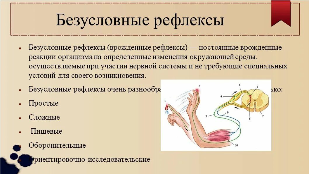 Как подавить рефлекс. Рефлексы система биология 8 класс. Безусловные рефлексы. Безусловные рефлексы примеры. Безусловные рефлексы это рефлексы.