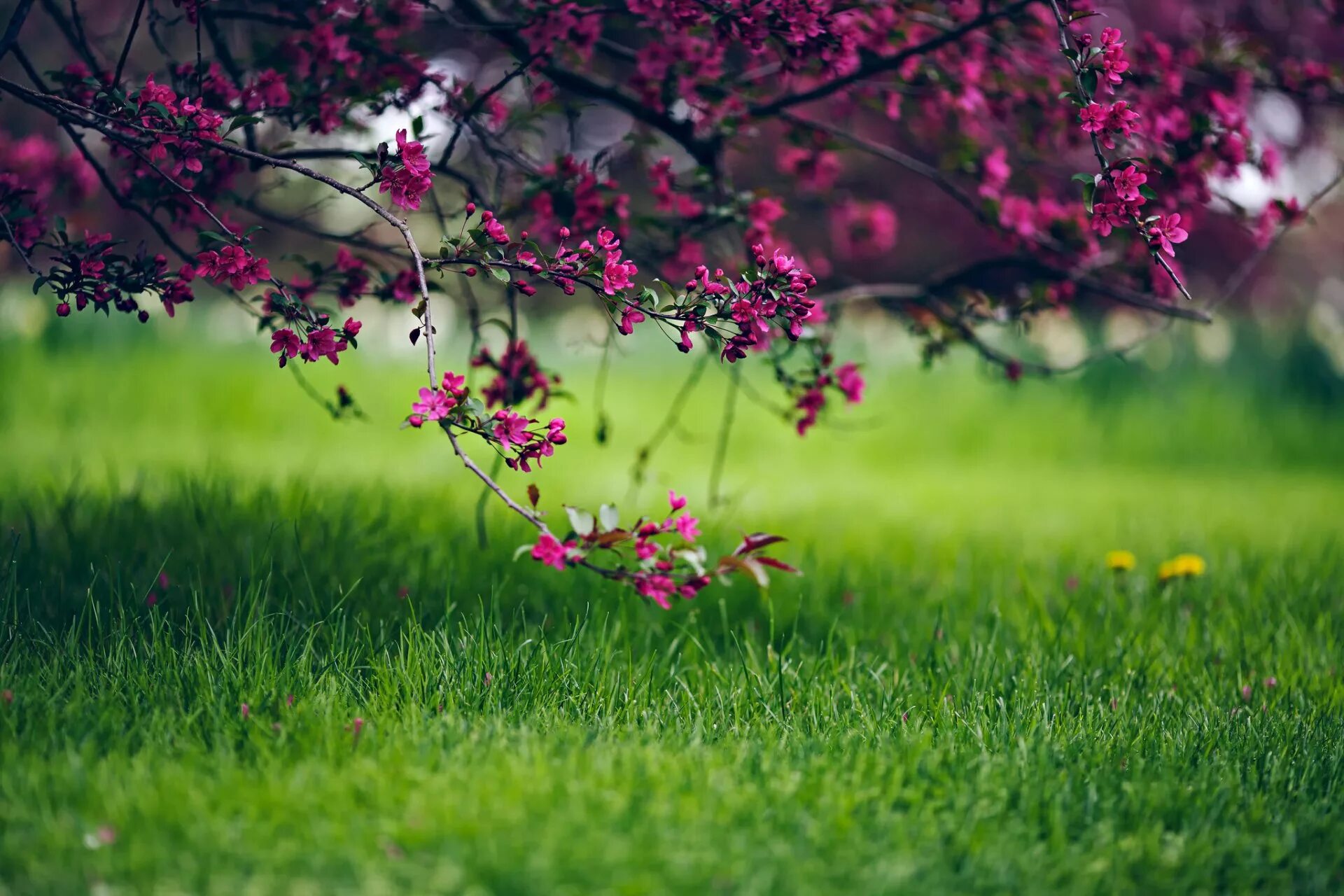 Весенний фон на рабочий стол. Весенняя природа. Природа цветы. Natural spring