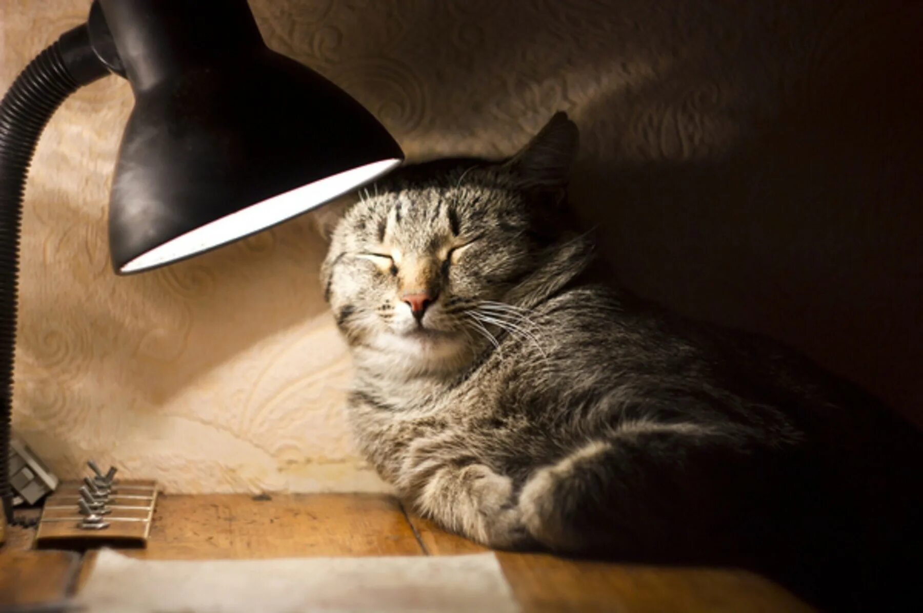 Кот с лампой. Лампа кот. кот и лампочка. котик с лампой. ламповый кот.
