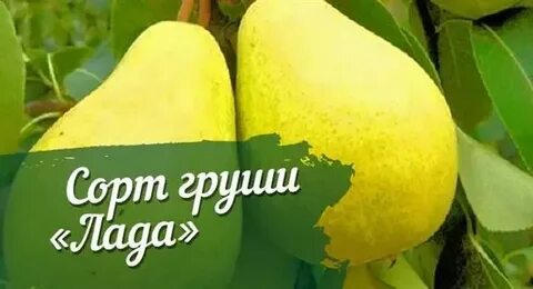 Сорт лад
