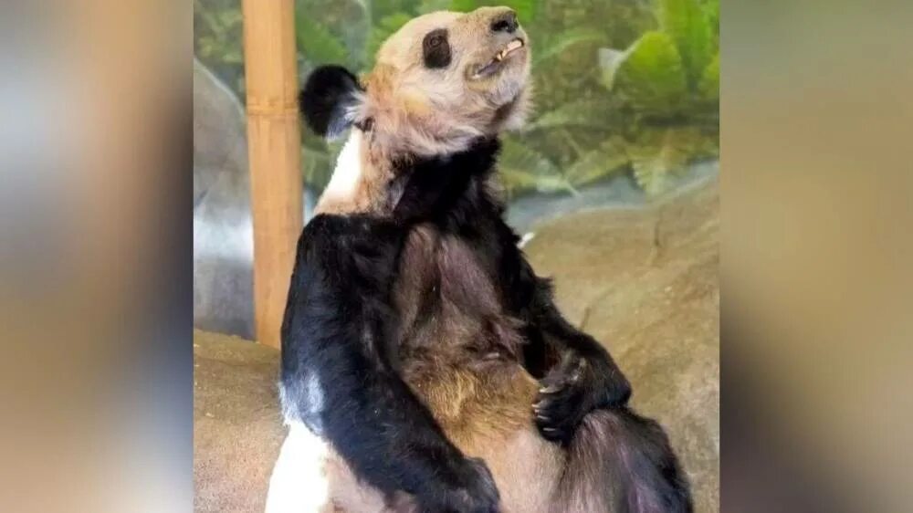 Панд забрали из сша. Панд забрали из сша. Панд забрали из сша. Панд забрали из сша. Панд забрали из сша.