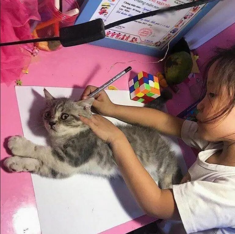 Мем девочка рисует. Девочка обводит кота. обвести кошку. девочка обрисовывает кота. мем девочка обводит кота.