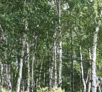 Широкая береза