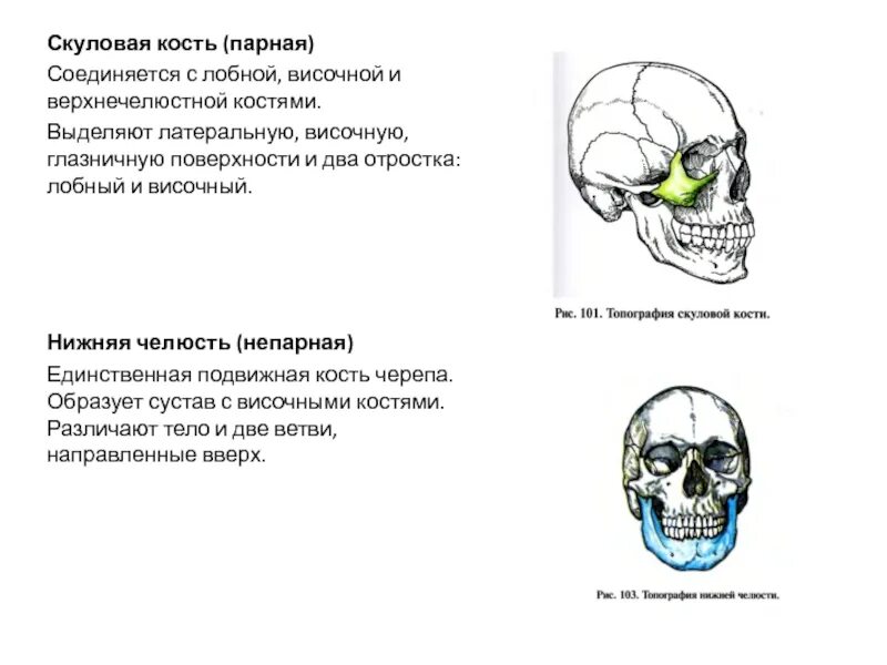 Подвисочная ямка строение. Анатомия скуловой кости и дуги. Скуловая кость черепа анатомия. Скуловая кость отростки. Анатомия скуловой кости.