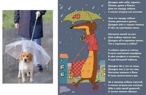 Как гулять с собакой в дождь